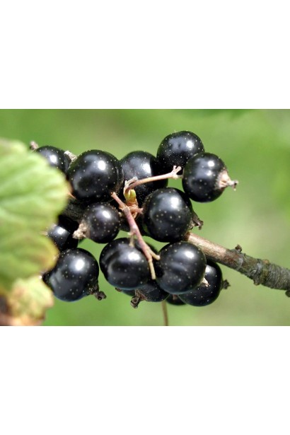 Ribes nigrum Oculus Draconis